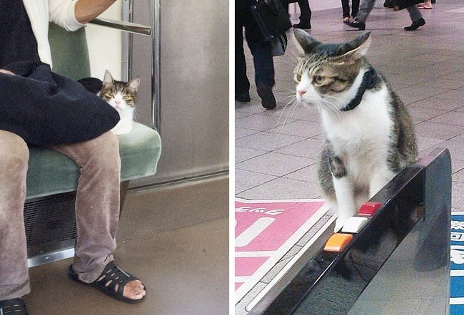 кот в метро