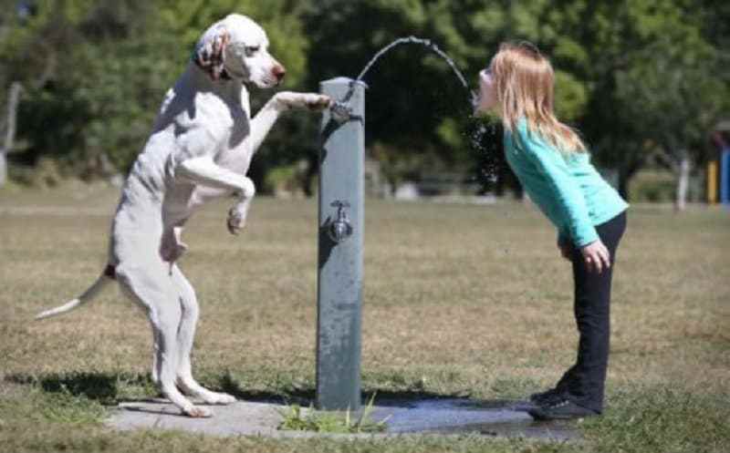 собака и девочка
