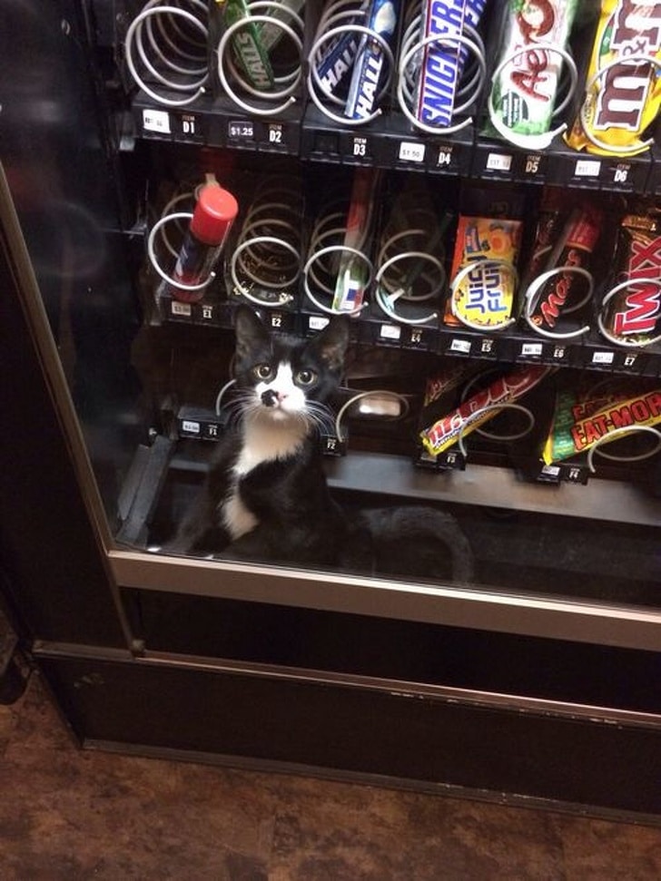 кот в автомате