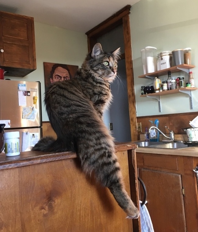 полосатый кот сидит на столе