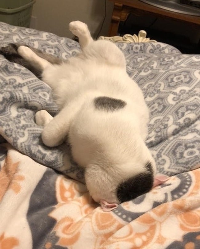 белый кот спит головой вниз