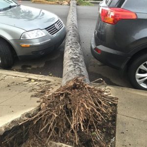дерево упало между машинами