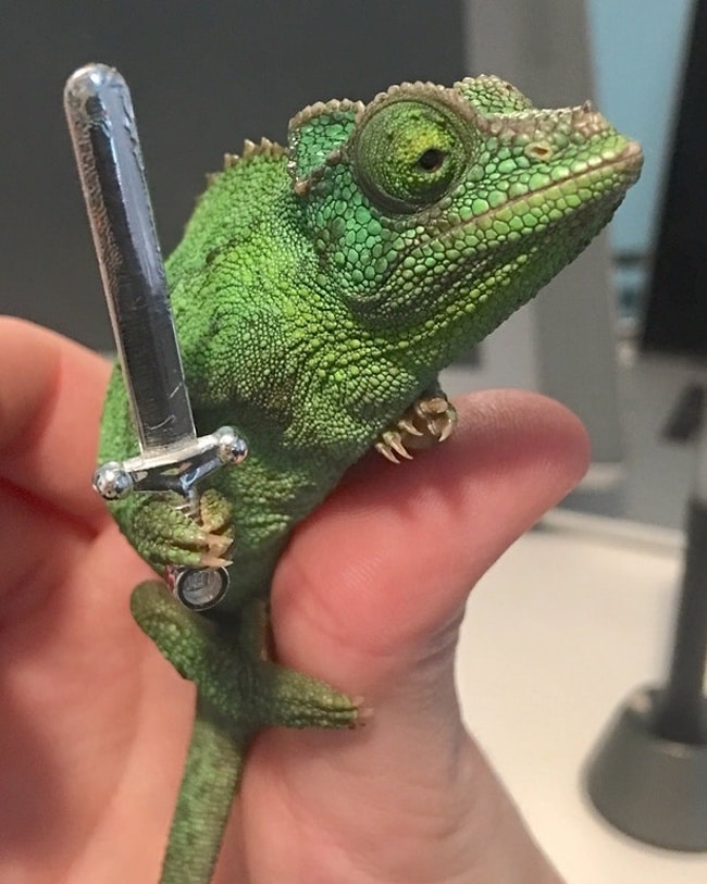 хамелеон с мечом