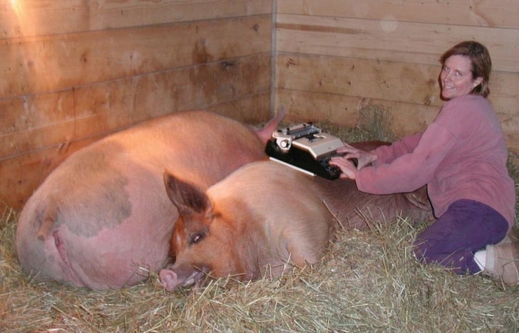 свинья в свинарнике