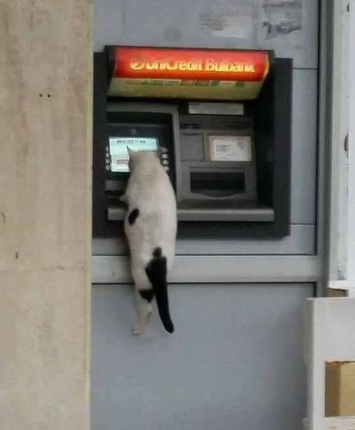 кот в банкомате