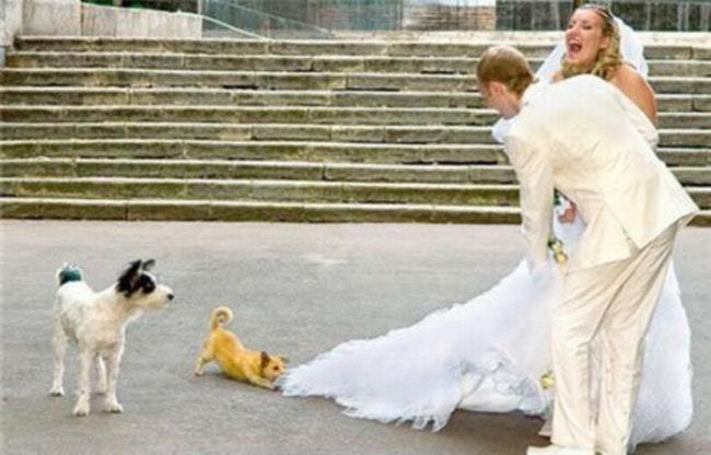 собаки и жених с невестой