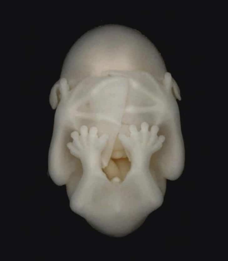 эмбрион летучей мыши