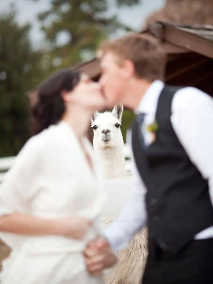 свадебные фото, свадебные фото с животными рис 6