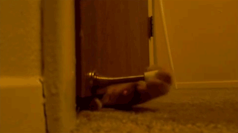 лапа кота под дверью