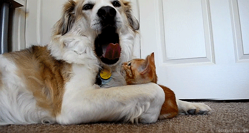 рыжий котенок и собака