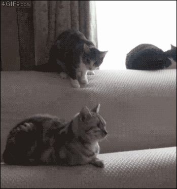 коты на диване