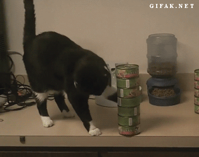черный кот сбрасывает со стола консервы