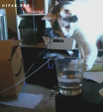 кот опрокидывает стакан с водой