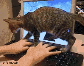 кот сел на клавиатуру