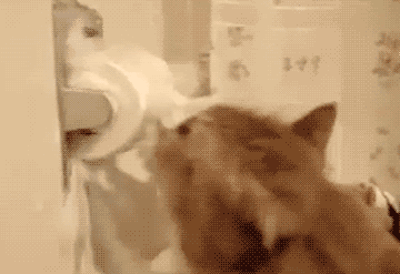 рыжий кот и туалетная бумага