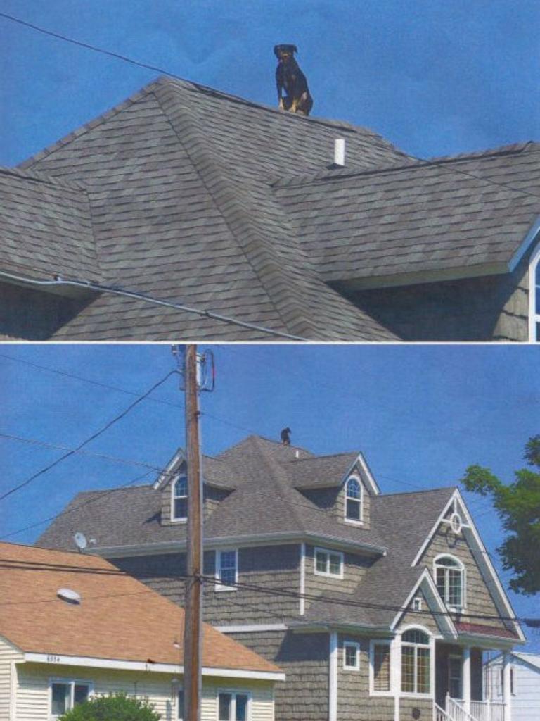собака на крыше