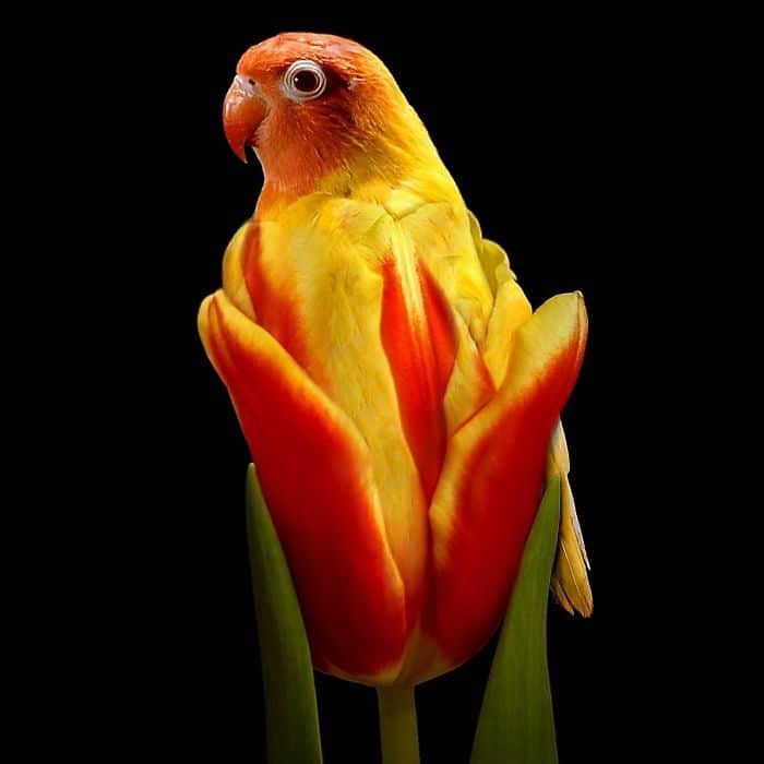 попугай в тюльпане