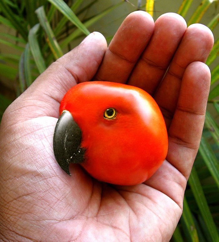 помидор на ладони