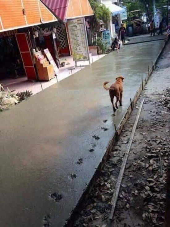собака идет по свежему бетону