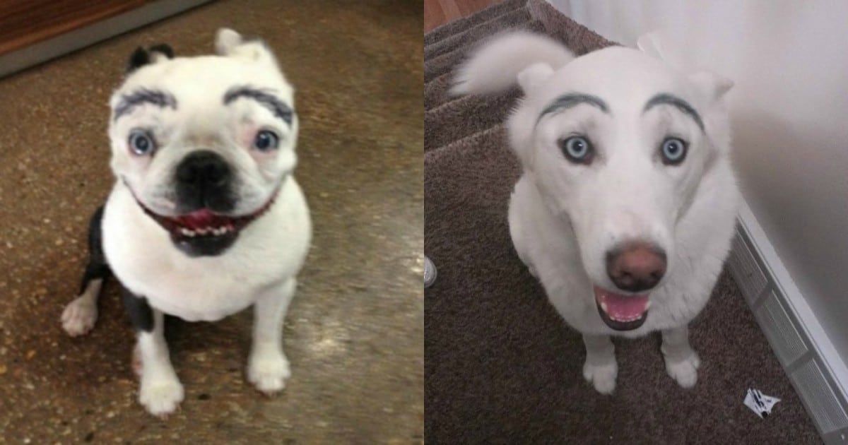 Собака с черными бровями. Собака с бровями. Собака с нарисованными бровями. Собака с бровями Мем.