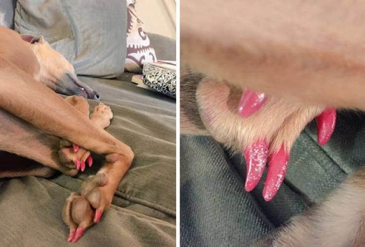 собака с розовыми ногтями