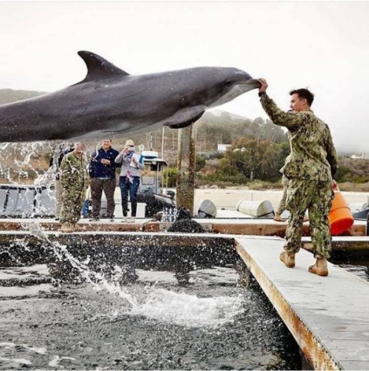 дельфин и военный