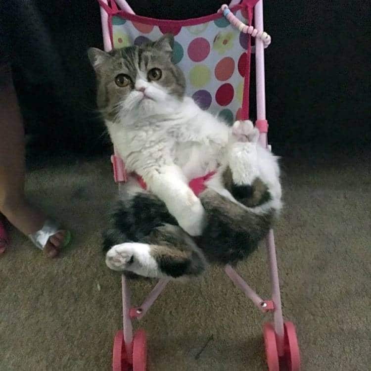 кот в коляске