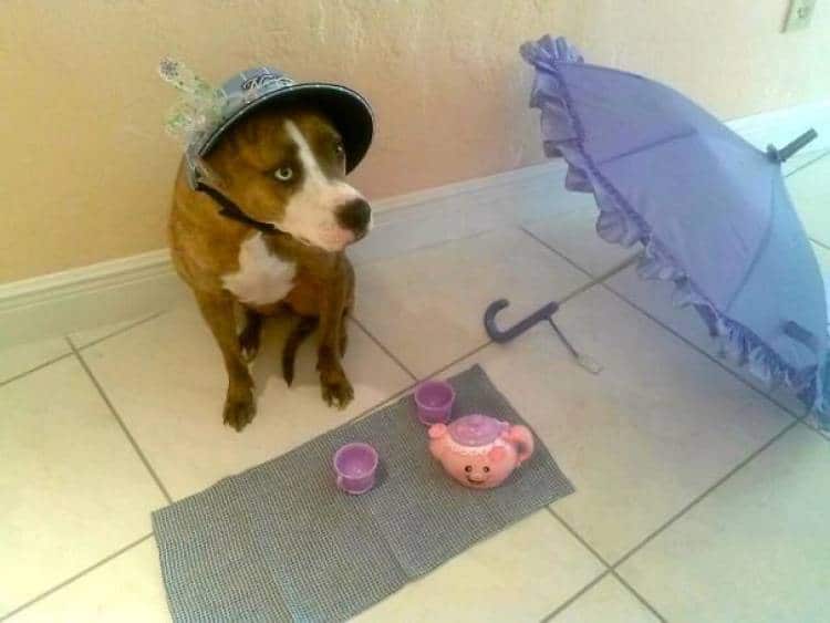 собака в шляпе