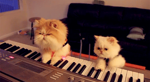 коты играют на пианино