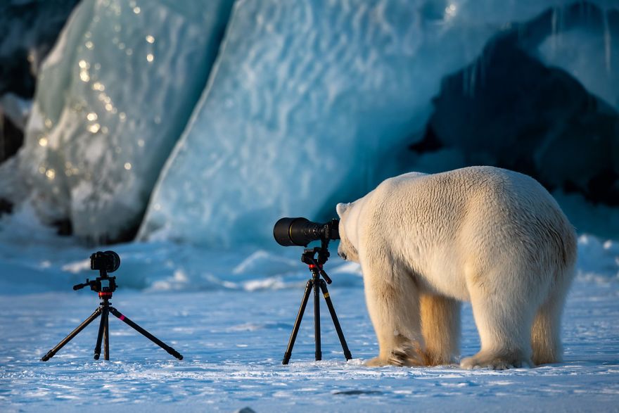 белый медведь и фототехника