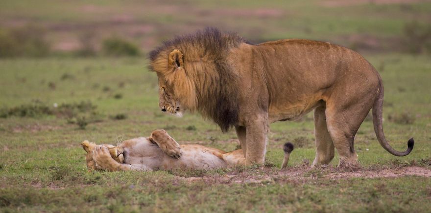 фото льва и львицы