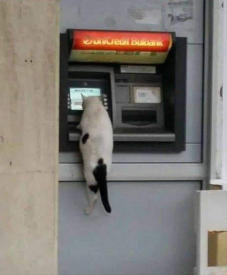 кот сидит на банкомате