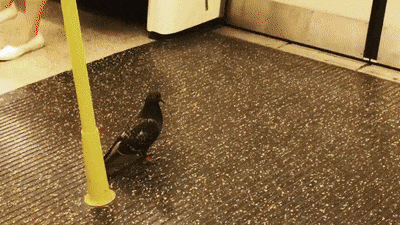 ворона в метро