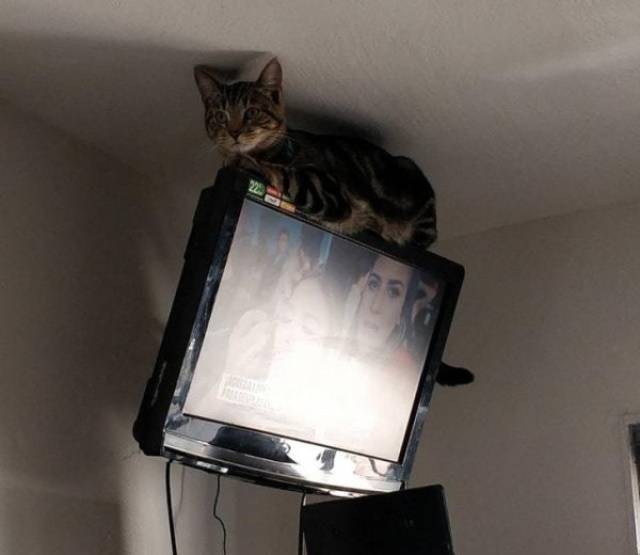 кот сидит на телевизоре под потолком