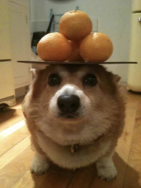 собака с мандаринами на голове