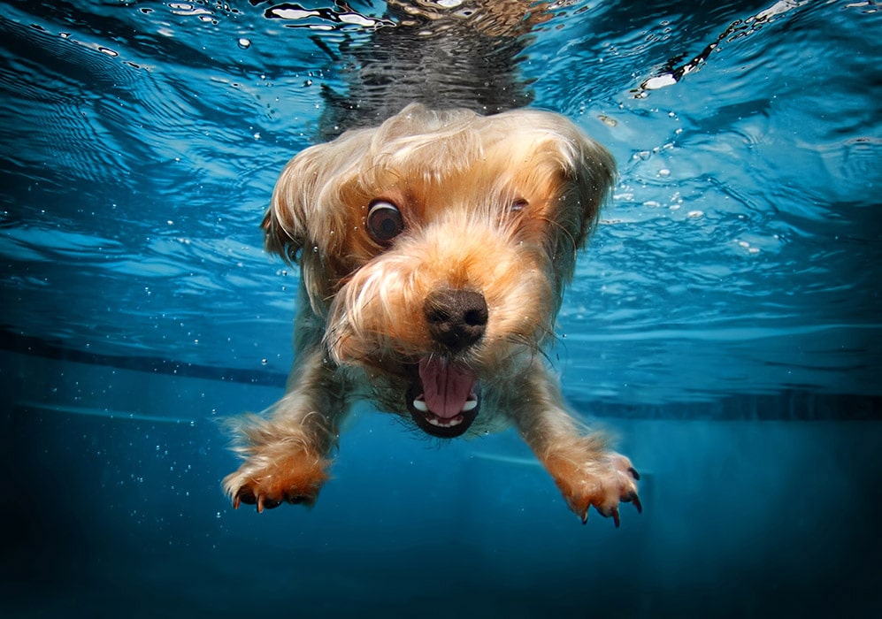 собака под водой рис 2