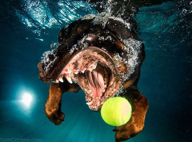 собака с мячом под водой