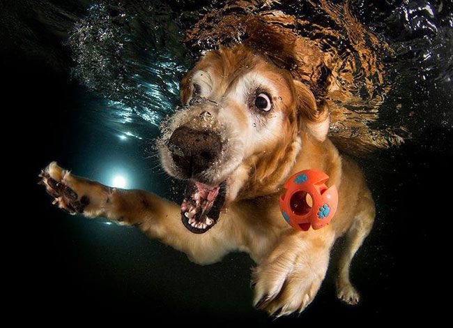 собака под водой