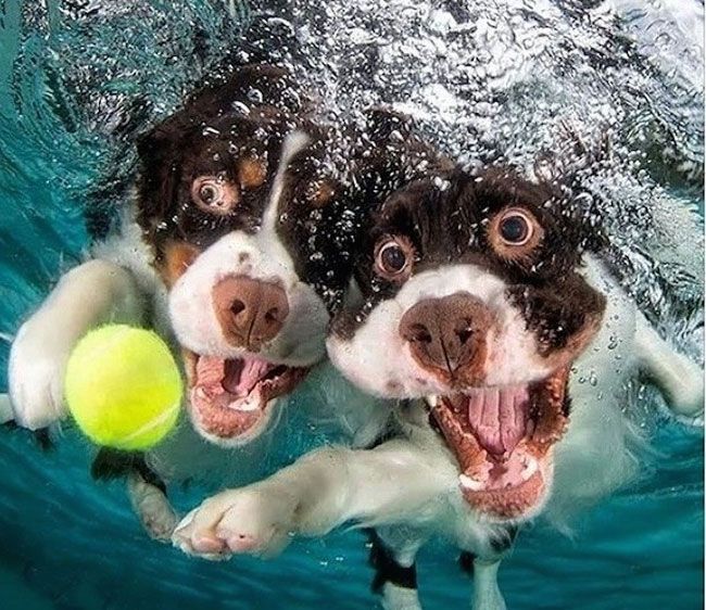 собаки под водой