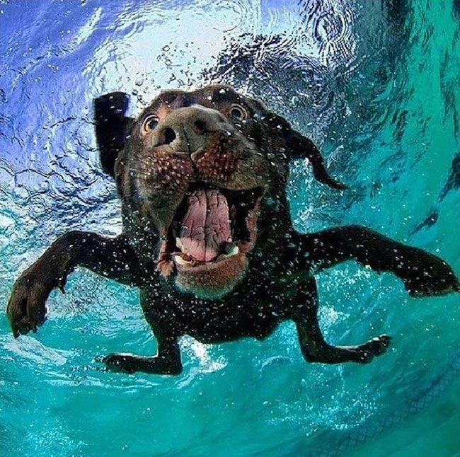 черная собака под водой