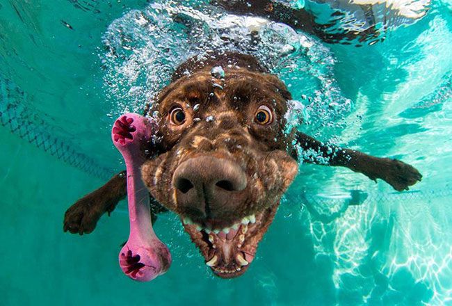 собака с игрушкой под водой