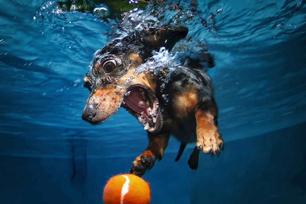 такса с мячом под водой