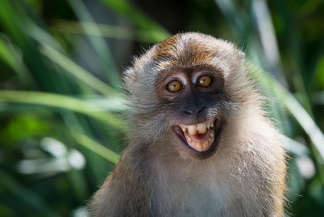 обезьяна улыбается рис 2