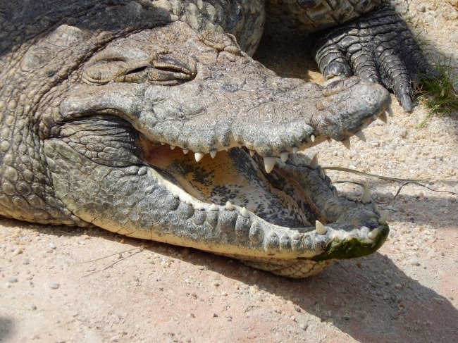 крокодил улыбается
