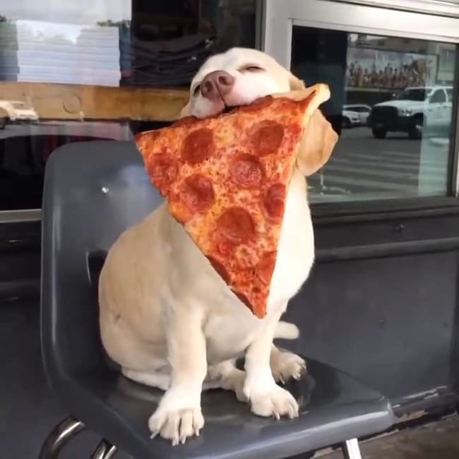 собака с пиццей