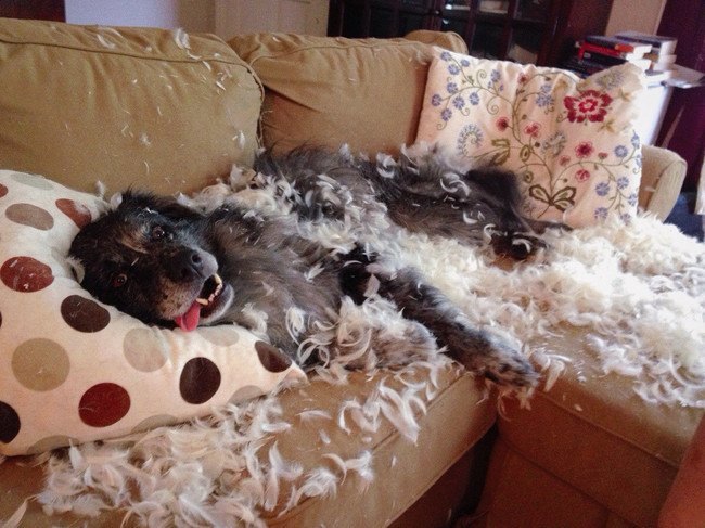 собака лежит в перьях на диване