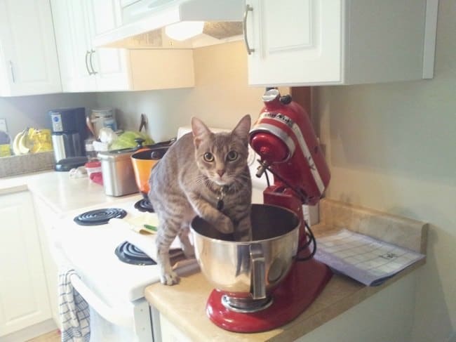 кот в кухне на столе
