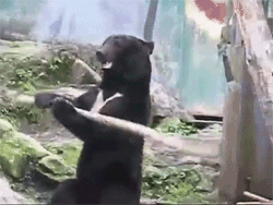 медведь с палкой
