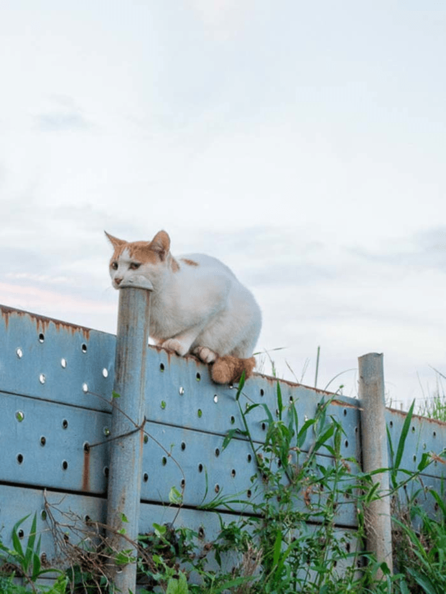 белый кот на заборе