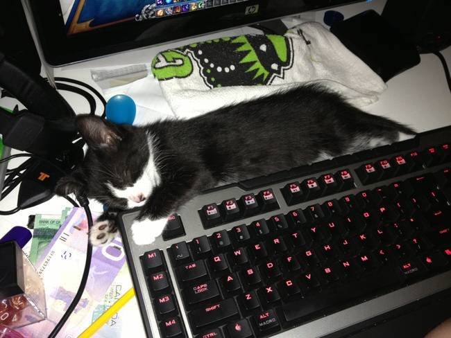 черно-белый котенок спит возле клавиатуры